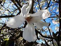 laisser fleurir le printemps