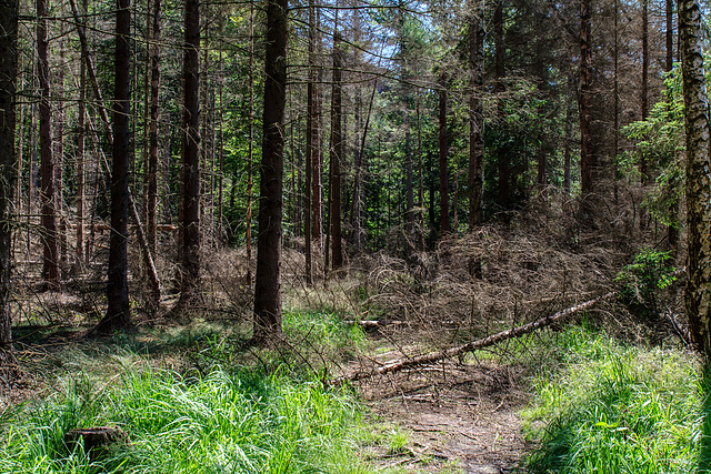 21_06_Sächsische Schweiz / Elbsandsteingebirge