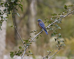 merlebleu / eastern bluebird