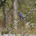 merlebleu / eastern bluebird