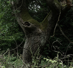 Waldmonster, Wald, Horn Bad-Meinberg