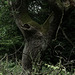 Waldmonster, Wald, Horn Bad-Meinberg
