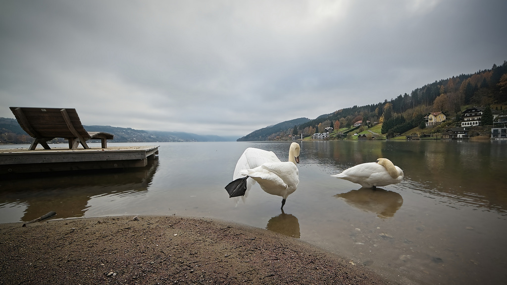 Der Schwanentanz vorm Fotografen :))  The swan dance in front of the photographer :))  La danse du cygne devant le photographe :))