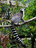 Ring-tailed Lemur