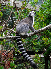 Ring-tailed Lemur