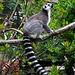 Ring-tailed Lemur