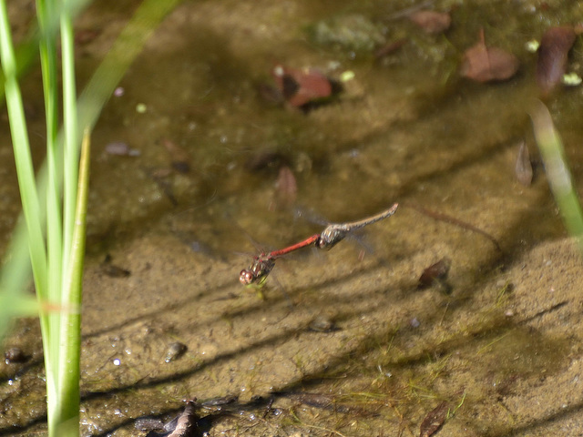 Common Darter ovipositing (Sympetrum striolatum) DSB 1760