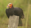 IMG 9247vulture