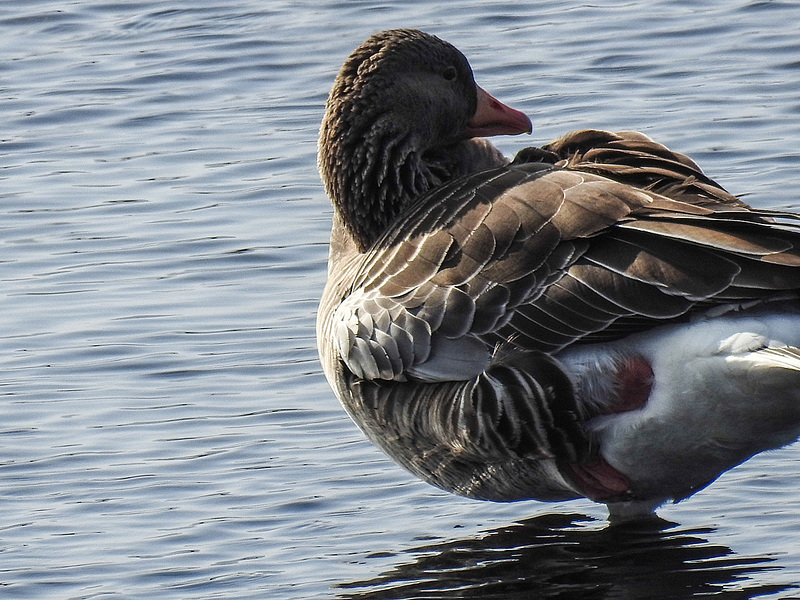 20170404 0044CPw [D~MI] Graugans, Großes Torfmoor, Hille