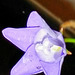 australian bluebell flower