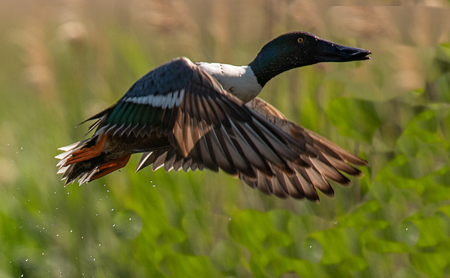 Shoveler duck in flgiht