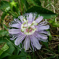 Passiflora incarnata