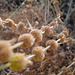 Mentha pulegium, Thirsty Land Poetry