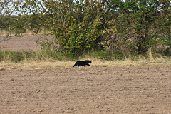 Farm cat