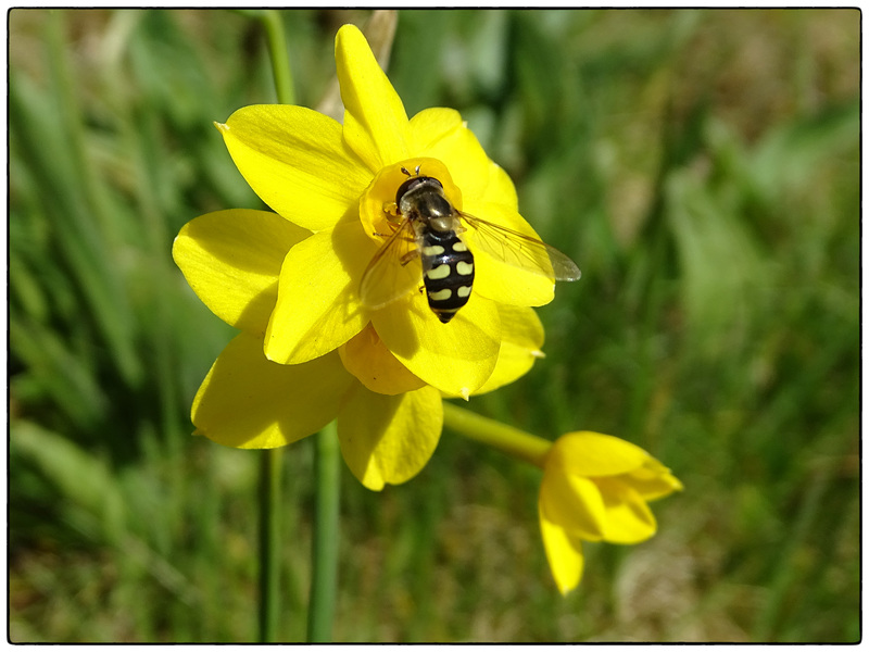 Narcissus jonquilla and hoverfly