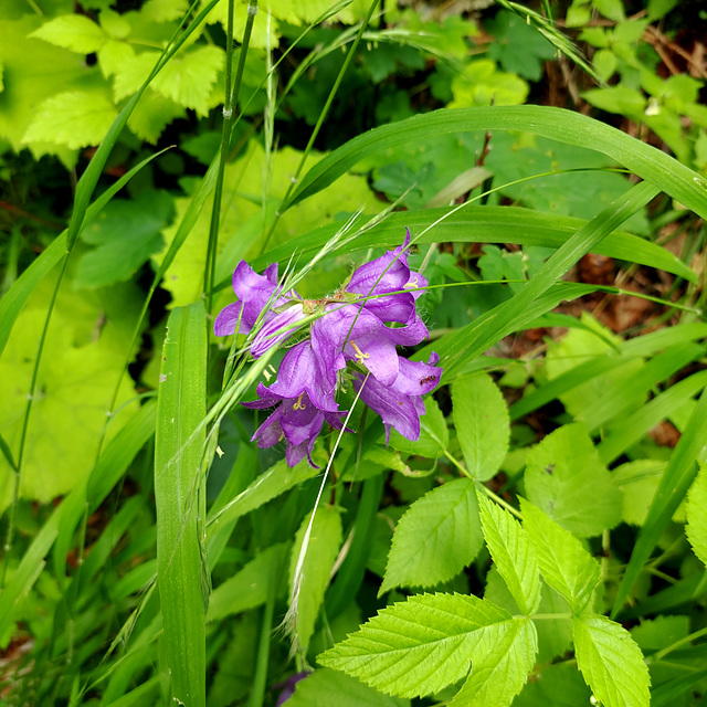 Nesselblättrige Glockenblume (Campanula trachelium)