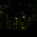 Wald, Horn Bad-Meinberg