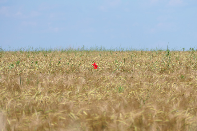 mohn dieu