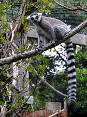 Ring-tailed Lemur