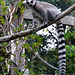 Ring-tailed Lemur