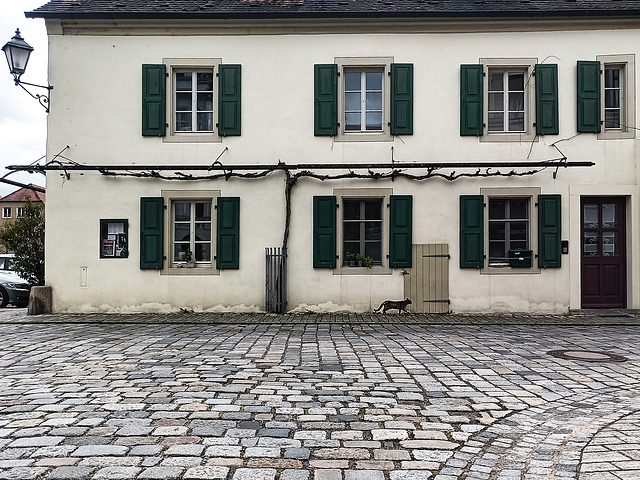 Haus-Katz