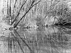 Reflection on a pond