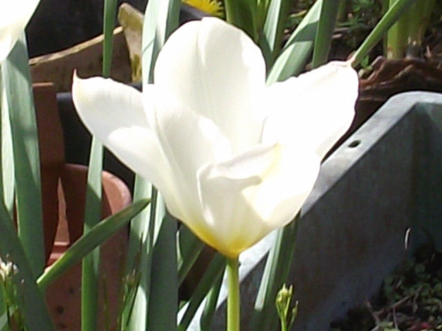 The white tulip looks gorgeous in the sun