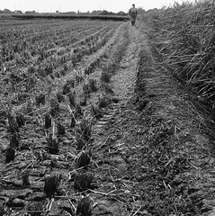 Harvest time