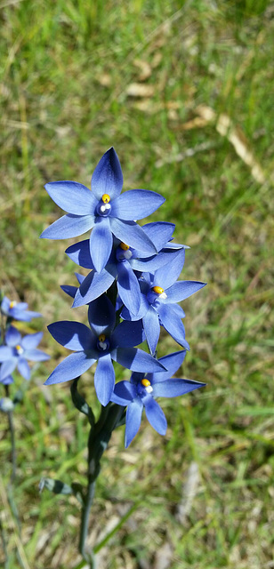 sun orchid