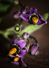 nightshade close up