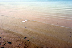Solitary Seagull