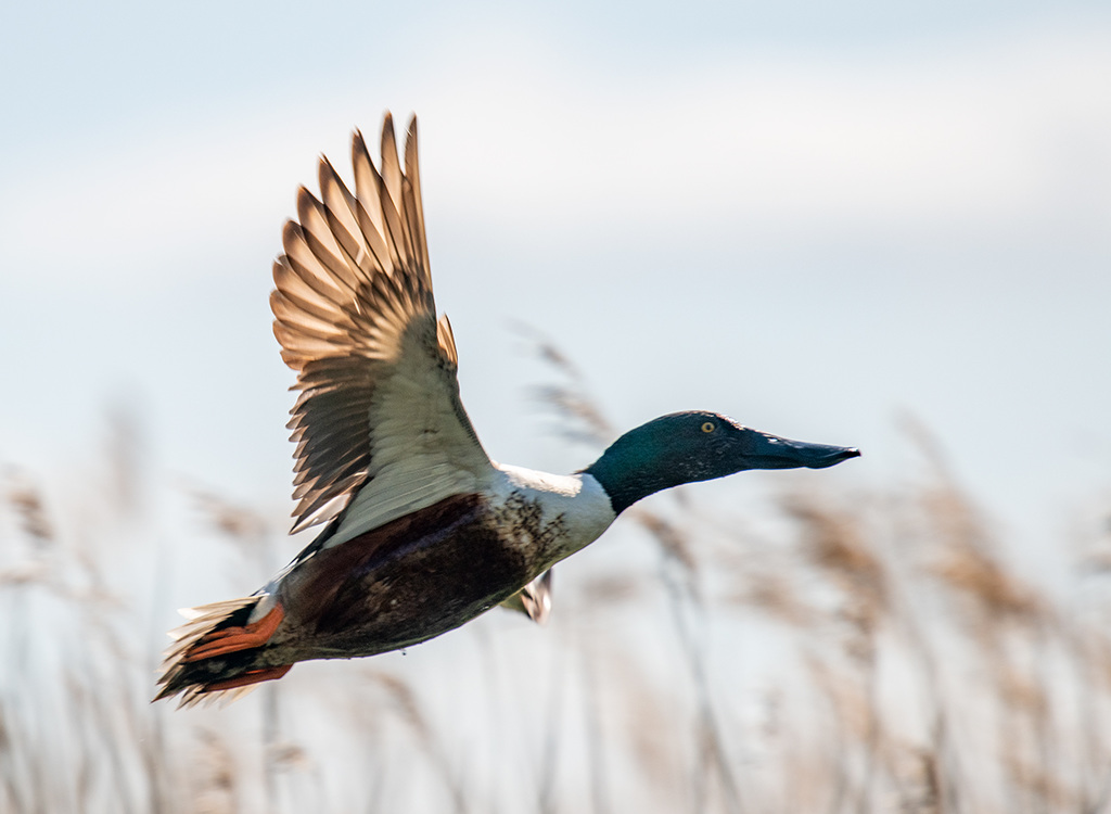 Shoveler duck in flight