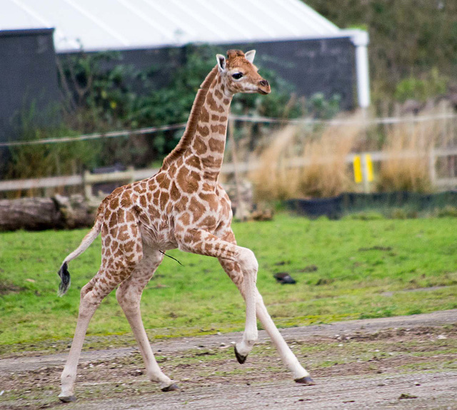 Baby giraffe