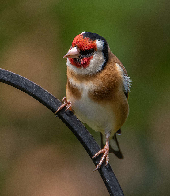 Goldfinch