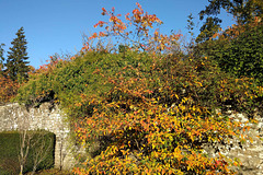 Autumn Colours In Balloch Park