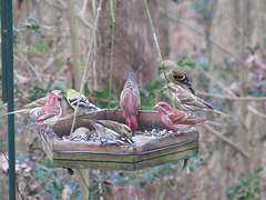 Assorted finches