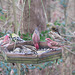 Assorted finches
