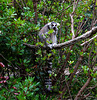 Ring-tailed Lemur