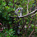 Ring-tailed Lemur