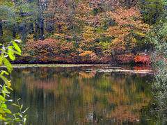 Autumn contrast