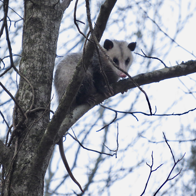 Opossum in a tree