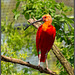 Roter Ibis