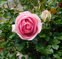 Ma rose pour vous*************