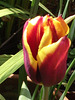 Another parrot coloured tulip