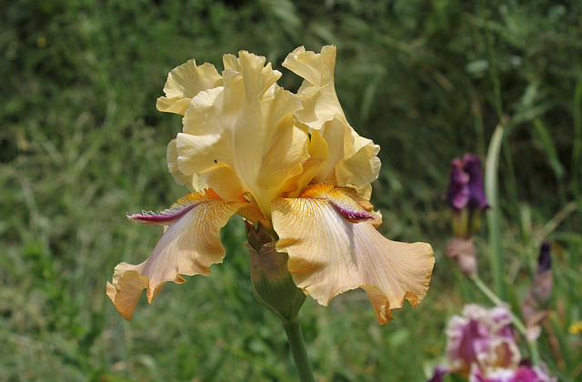 Tigrou (de Sologne) (6)