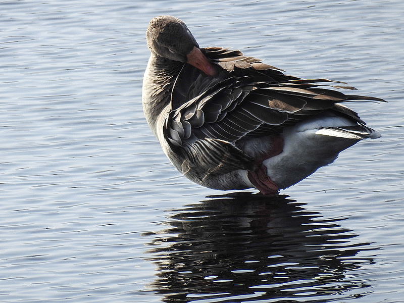 20170404 0046CPw [D~MI] Graugans, Großes Torfmoor, Hille