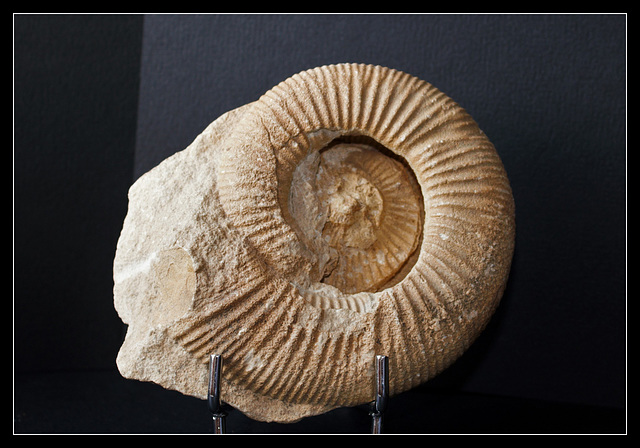 Perisphinctes plicatilis- Ammonite