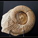 Perisphinctes plicatilis- Ammonite
