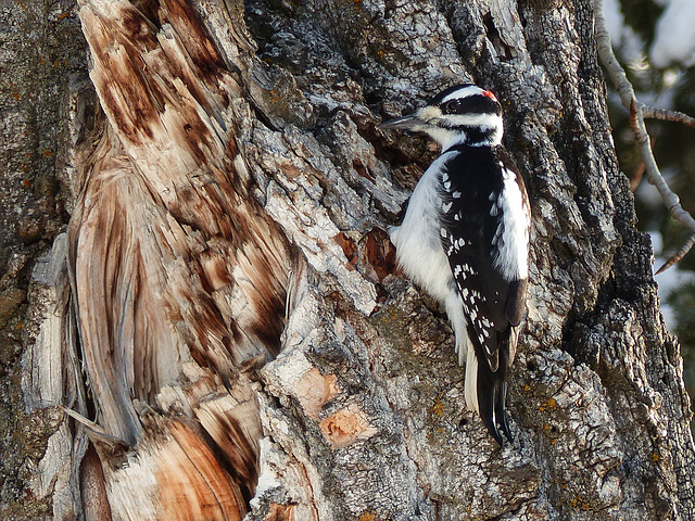 Hairy Woodpecker