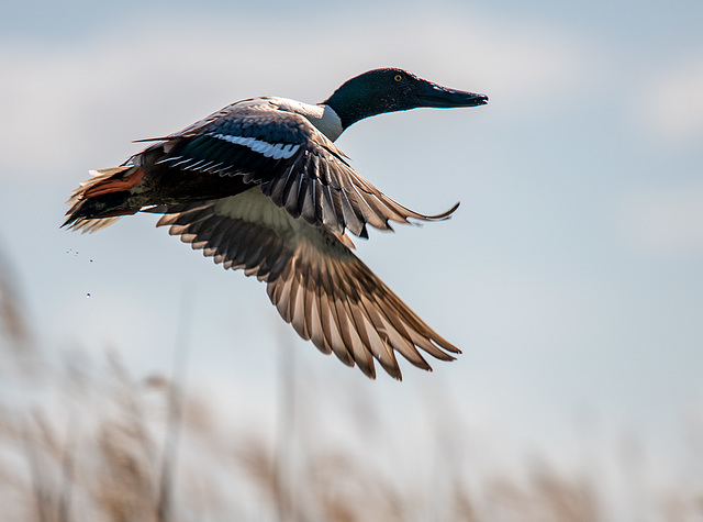 Shoveler duck in flight